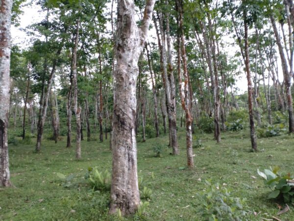 Land for sale in Bulathsinhala - Image 2