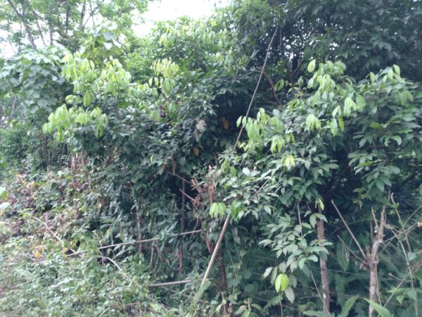 Land for sale in Bulathsinhala - Image 4