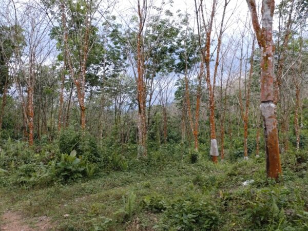 Land for sale in Bulathsinhala - Image 3