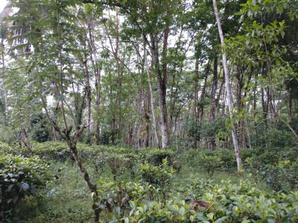 Land for sale in Bulathsinhala - Image 6