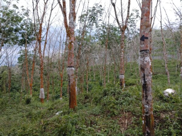 Land for sale in Bulathsinhala - Image 5