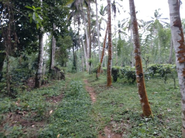Land for sale in Bulathsinhala - Image 8