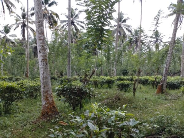 Land for sale in Bulathsinhala - Image 7