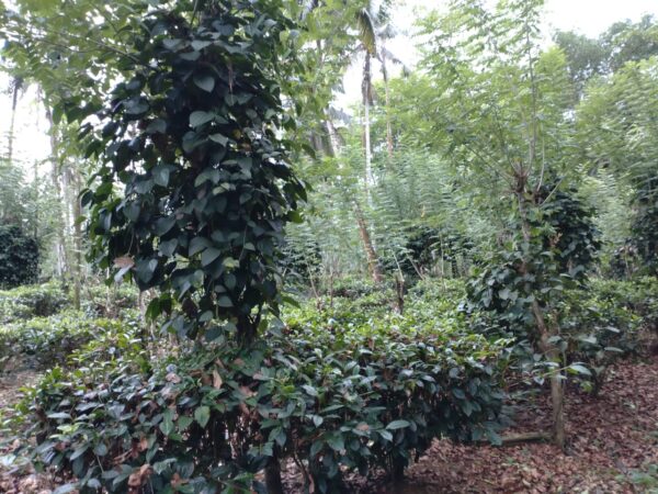 Land for sale in Bulathsinhala - Image 10