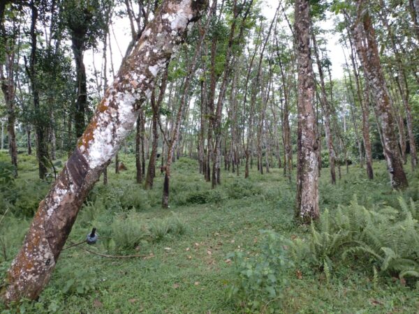 Land for sale in Bulathsinhala - Image 9