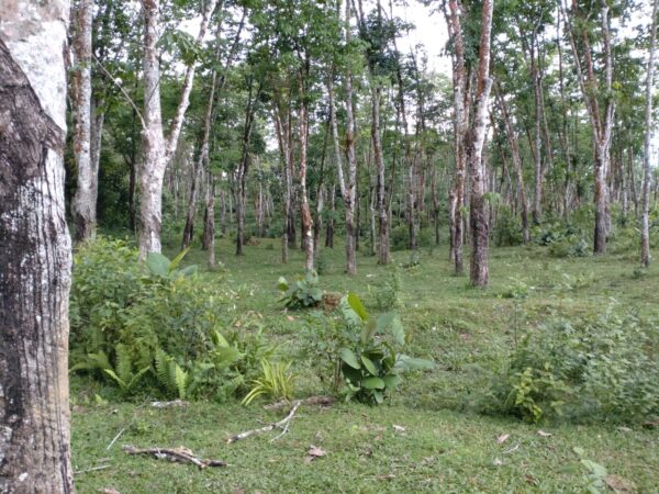 Land for sale in Bulathsinhala - Image 12
