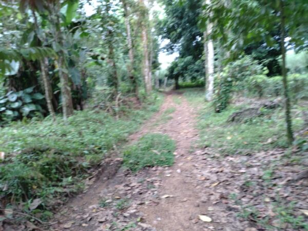 Land for sale in Bulathsinhala - Image 13