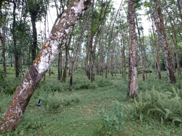 Land for sale in Bulathsinhala - Image 14