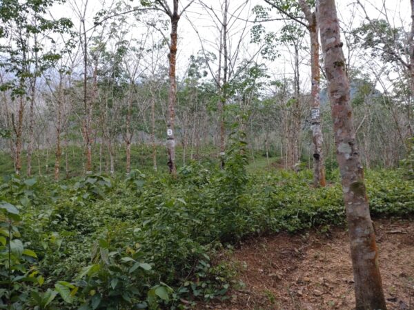 Land for sale in Bulathsinhala - Image 17