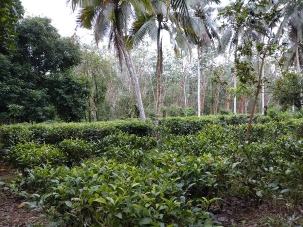 Land for sale in Bulathsinhala