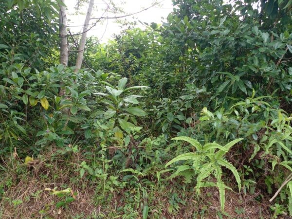 Land for sale in Paragasthota. - Image 2